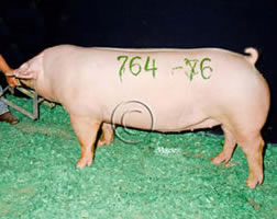 Landrace Winners
